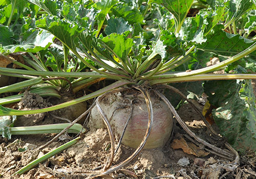 L'ITB qualifié Institut Technique Agricole