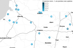 Carte de surveillance pucerons aptères noirs