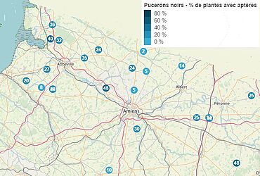 Carte de surveillances des pucerons noirs aptères