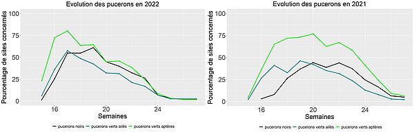 Evolutions des pucerons en 2021 et 2022