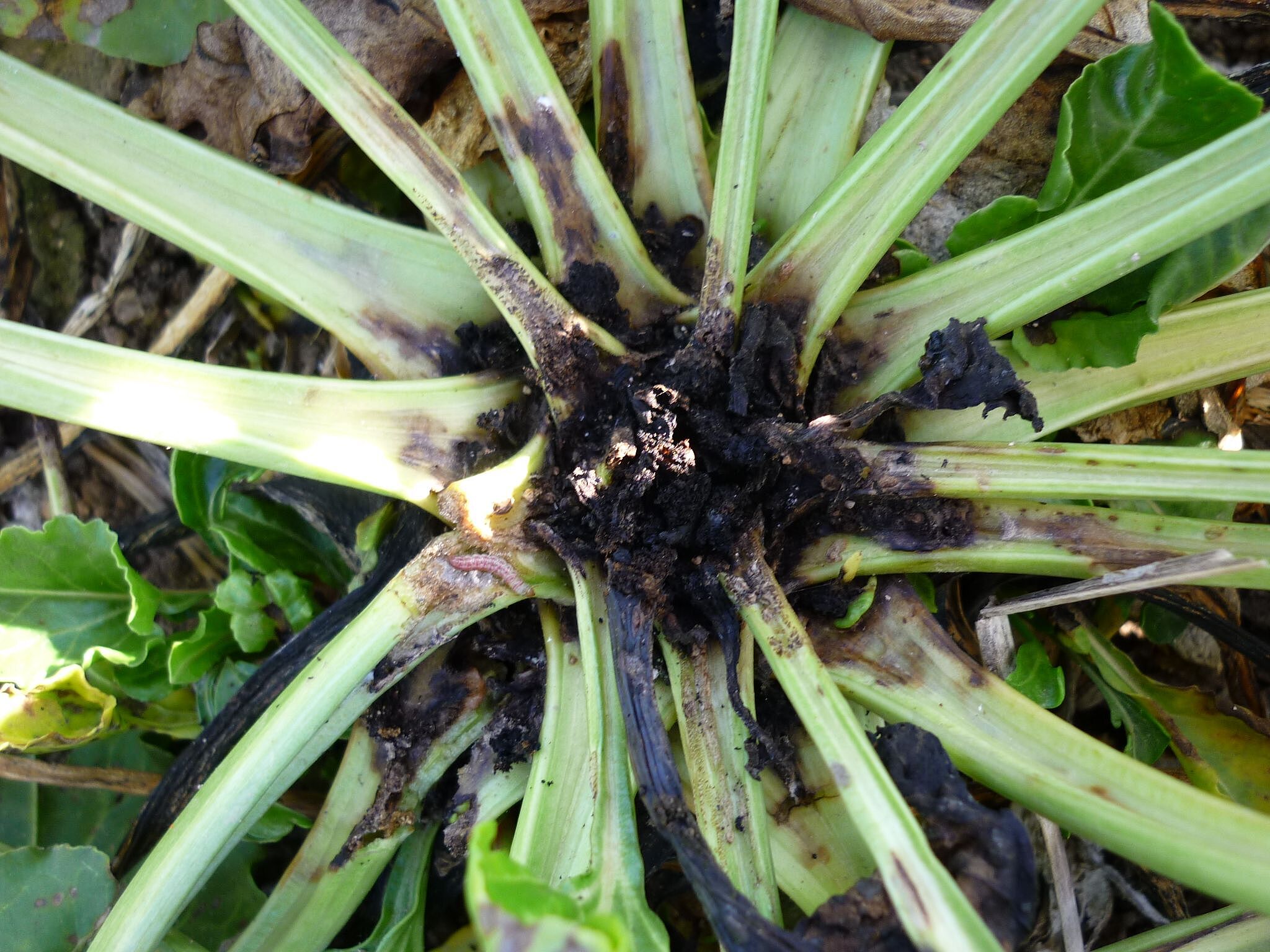 Daños en hoja