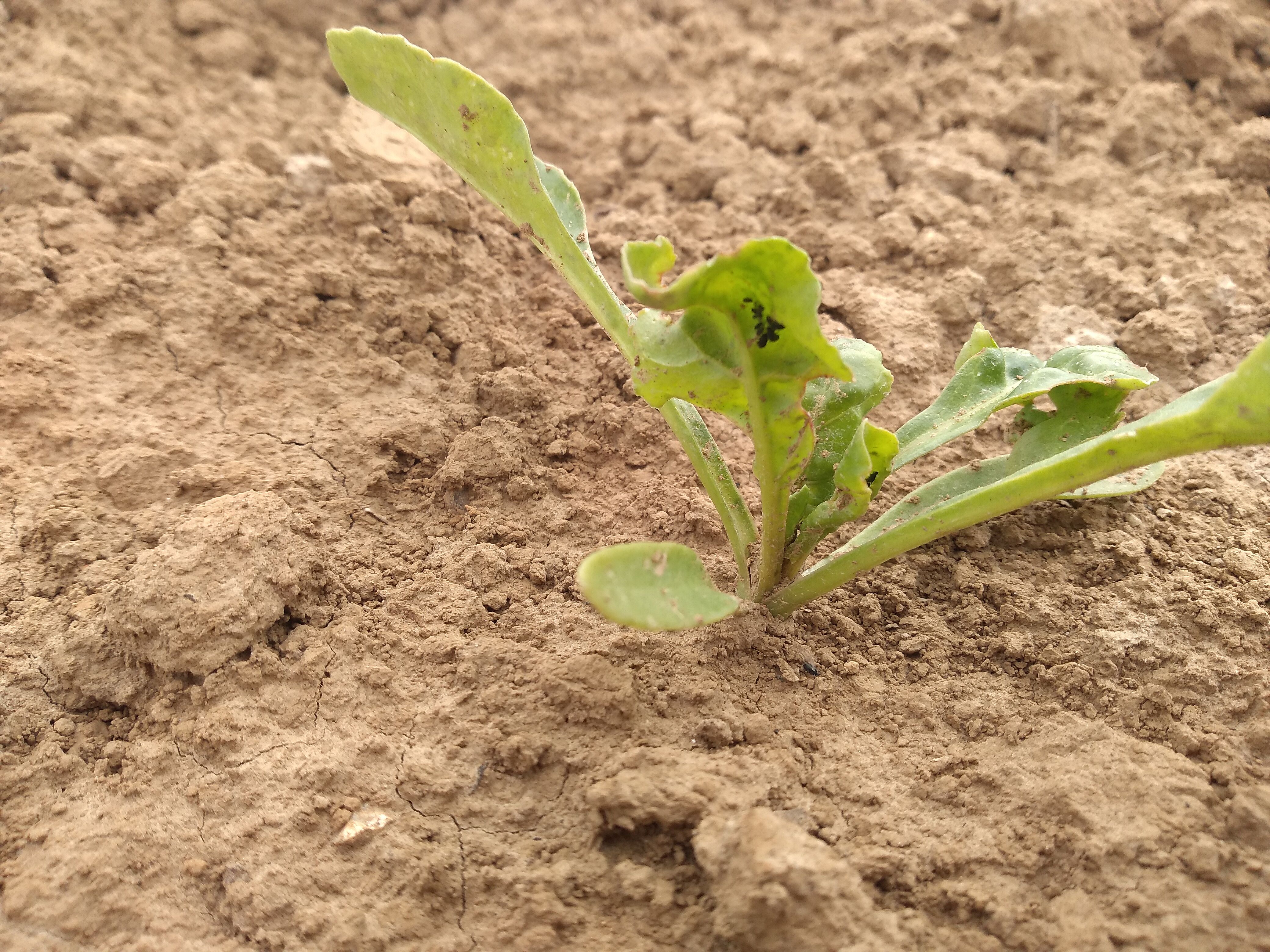 Le retour en grâce de la betterave- Plantes et Santé