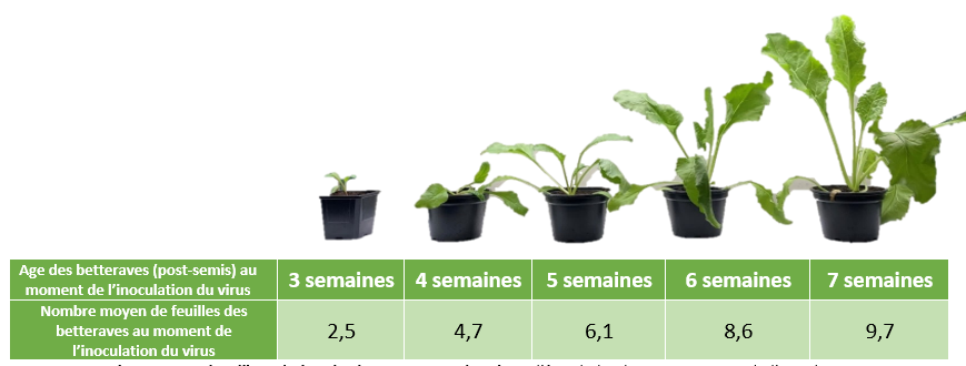 Age des betteraves (post-semis) au moment de l’inoculation du virus	3 semaines	4 semaines	5 semaines	6 semaines	7 semaines Nombre moyen de feuilles des betteraves au moment de l’inoculation du virus	2,5	4,7	6,1	8,6	9,7