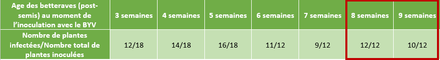 Age des betteraves (post-semis) au moment de l’inoculation avec le BYV	3 semaines	4 semaines	5 semaines	6 semaines	7 semaines	8 semaines	9 semaines Nombre de plantes infectées/Nombre total de plantes inoculées	12/18	14/18	16/18	11/12	9/12	12/12	10/12