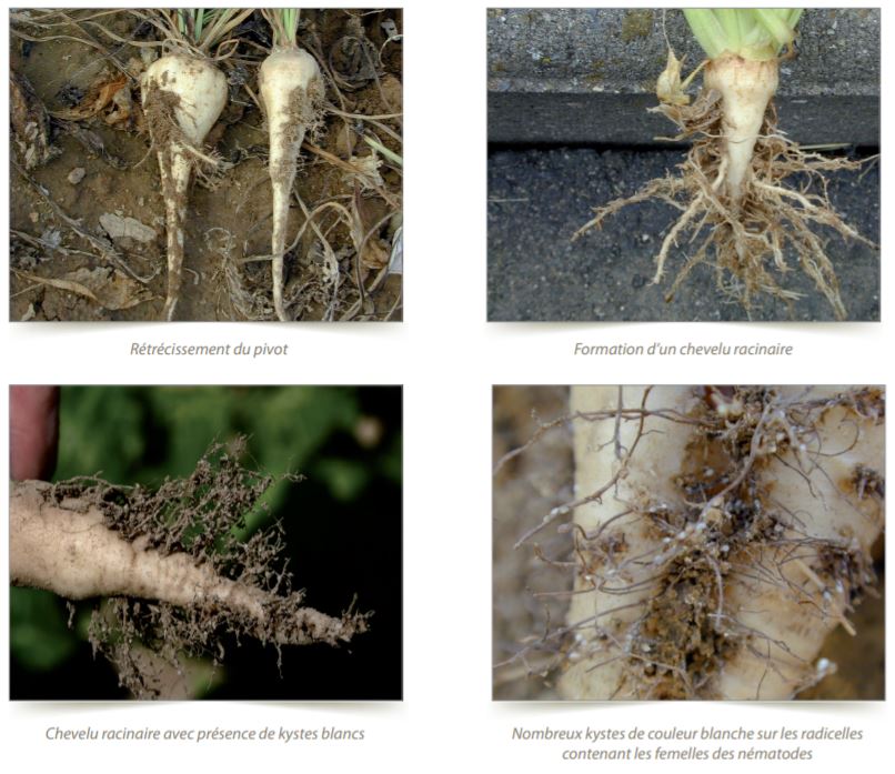Nématode Heterodera - Ravageur sur Maïs, ARVALIS-infos.fr