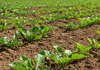 Maladies du feuillage en Normandie et Val d’Oise